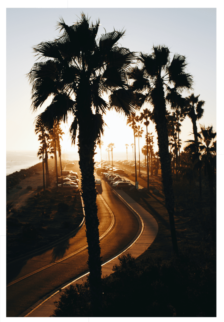 A road going through the middle of a palm tree lined area.