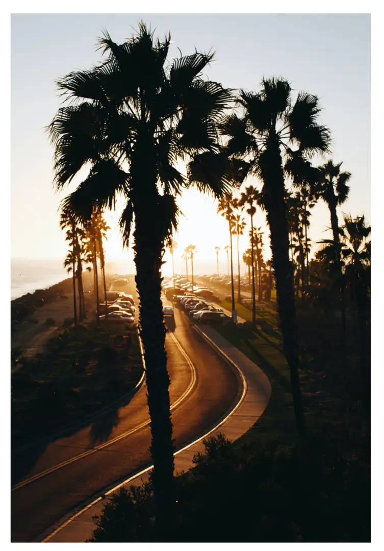 A road going through the middle of a palm tree lined area.